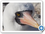 Nazca Booby closeup