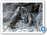 Sea lion family
