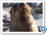 Sea lion says hi to the cameraman