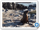 Sea lion and a rocky Esponola beach