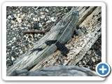 Lava lizard