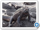 A marine iguana