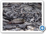 That's a lot of marine iguanas