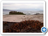 Cacti, beach and coastline