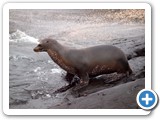 Sea lion pup venturing in