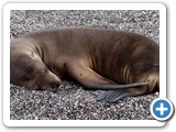 An unperturbed sea lion