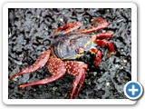 Detailed view of Sally Lightfoot crab