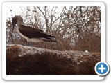 Blue-footed Booby