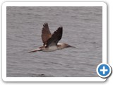 Another shot of Booby in flight