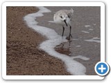 Another sandpiper feeding at water's edge