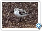 Sandpiper shot