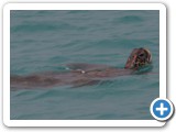 Sea Turtle off Floreana Island