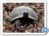 Female Galapagos tortoise