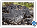 Coral on the shoreline - raised prior to volcanic eruption