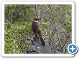Galapagos mockingbird