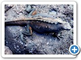 Our first iguana (actually still on Baltra waiting for zodiac)