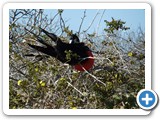 Male frigatebird