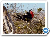Male and female frigatebird