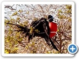 Male frigatebird about to display