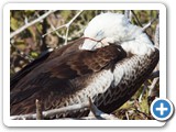 Young female frigatebird