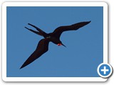 Frigatebird in flight