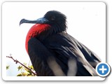Male frigatebird closeup