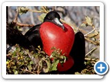 Male frigatebird in full display mode