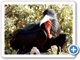 Frigatebird at rest