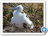 Young frigatebird