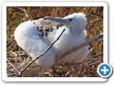 Another young frigatebird