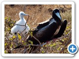 Frigatebirds - parent and chick