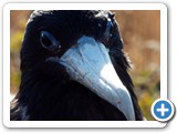 Frigatebird closeup