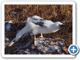 Young blue-footed booby shaking himself down
