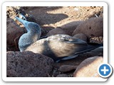Blue-footed booby at rest