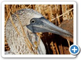 Blue-footed booby portrait