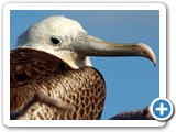 Frigatebird portrait