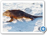 Land iguana on the move