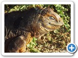 Land iguana ready to eat