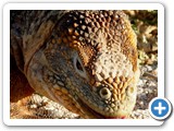 Land iguana closeup