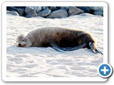 Sea lion at rest