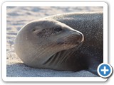 Inquisitive sea lion