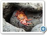 Sally Lightfoot crab