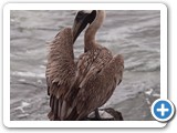 Preening pelican