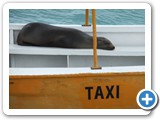 Sea lion and taxi closeup