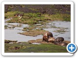 Sea lions with oyster catcher in background