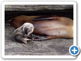 Sea lion pup wasting his milk!