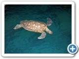 Another view of the sea turtle