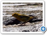 Yellow warbler on the lava formations