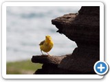 Yellow warbler on the cliff side