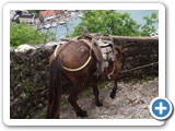A Kotor packhorse at work